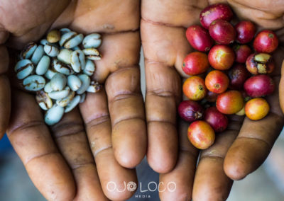 stages of the blue mountain coffee beans